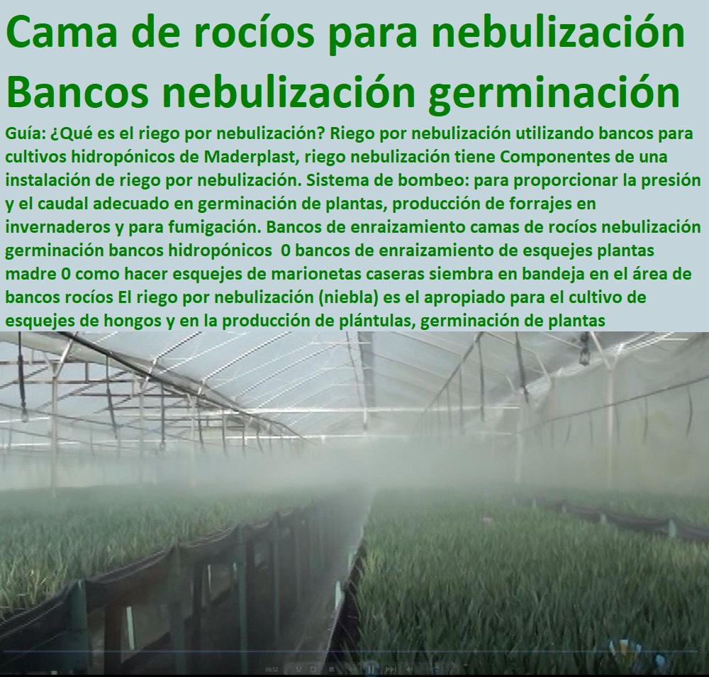 Bancos de enraizamiento camas de rocíos nebulización germinación bancos hidropónicos  0 bancos de enraizamiento de esquejes plantas madre 0 como hacer esquejes de marionetas caseras siembra en bandeja en el área de bancos rocíos Bancos de enraizamiento camas de rocíos nebulización germinación INVERNADEROS, SEMILLEROS, BANCOS DE SIEMBRA, Hidroponía, Agricultura, Cosecha, Poscosecha, Tutores para Flores cable vía Bananas Aromáticas, Cultivos Tecnificados, bancos hidropónicos  0 bancos de enraizamiento de esquejes plantas madre 0 como hacer esquejes de marionetas caseras siembra en bandeja en el área de bancos rocíos